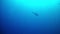 Diving Maldives - Shark