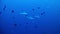 Diving Maldives - sharks