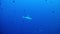 Diving Maldives - Sharks