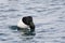 A Diving male Greater Scaup, Aythya marila