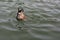 Diving Mallard Duck