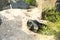 Diving mask on the beach next to the rocks and green bush