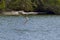 Diving pelican