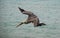 Diving Pelican