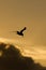 Diving seagull silhouette at miami beach