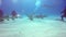 Diving with shark underwater on sandy bottom of Tiger Beach Bahamas.