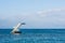 Diving Tower on the open sea