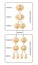 Division of meiosis. Meiosis is divided into meiosis I and meiosis II