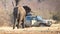 Divundu, Namibia, 13 august 2018 - Professional photographer taking shots of an African Elephant charging the car