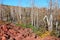 Dixie National Forest Lava Field