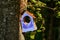 DIY blue bird feeder. Handmade birdhouse for birds. Tree house and bird food. Taking care of animals.