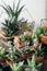 Diy florarium collection succulents growing vases