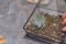 DIY florarium. Home gardening master class. Closeup of hands planting succulents in glass geometric shape vases