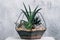 Diy florarium natural interior decor succulents