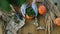 DIY pumpkin succulent planter for autumnal garden decor.