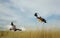 DIY tricopter drone flying, low pass above the grass field