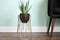 diy wire plant stand with a potted aloe vera