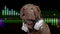 DJ french bulldog with headphones