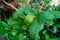 Djeruk limau commonly know as lime or lemon hanging on a tree in an Indian garden