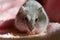 Djungarian hamster