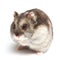 Djungarian hamster (Phodopus sungorus)