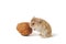 Djungarian hamster or Siberian dwarf with nut on a white background. Phodopus sungorus