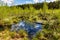 Dlugie Bagno wetland floodplain with spring greenery of Kampinos Forest in in Palmiry near Warsaw in Mazovia region of Poland