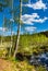 Dlugie Bagno wetland floodplain with spring greenery of Kampinos Forest in in Palmiry near Warsaw in Mazovia region of Poland