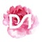 dm letter pink flower vector logo. d m letter vector logo
