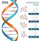 Dna Bases Poster