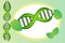 DNA cell with green leafs frame icon vector design