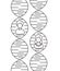 Dna chain with genders characters