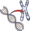 DNA and chromosome vector