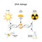 DNA damage  Aging process, Cell Apoptosis and cancer development