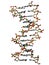 DNA double helix molecule