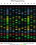 DNA fingerprinting