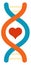 Dna heart logo. Couple genetic test icon