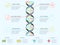 DNA infographic. Genetic spiral, genomic model molecule diagram and adn pattern structure chart vector concept