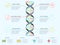 DNA infographic. Genetic spiral, genomic model molecule diagram and adn pattern structure chart vector concept illustration