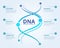 Dna infographics. Spiral human biology structure vector medical scientific concept with place for your text