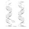 DNA models