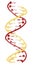 DNA molecular structure. Main carrier of genetic information in all organisms. The DNA shown here is part of a human gene and is