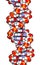 DNA molecular structure. Main carrier of genetic information in all organisms. The DNA shown here is part of a human gene and is