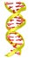 DNA molecule