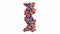 DNA molecule, rotatin space-filling model