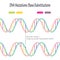 DNA mutations: Base Substitutions