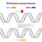 DNA mutations nonsense mutations diagram illustration