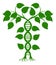 DNA nature plant