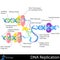 DNA Replication