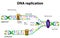 DNA replication